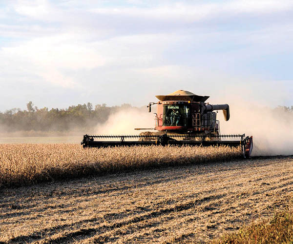 soybean harvest