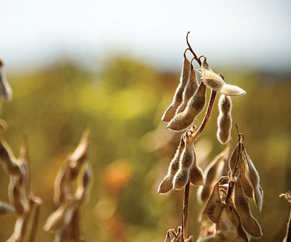 soybeans ready for harvest